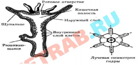 Блекспрут рабочие зеркала bs2webes net